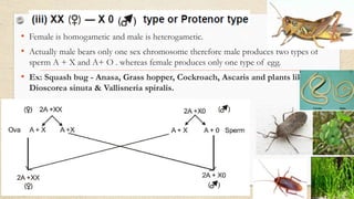 • Female is homogametic and male is heterogametic.
• Actually male bears only one sex chromosome therefore male produces two types of
sperm A + X and A+ O . whereas female produces only one type of egg.
• Ex: Squash bug - Anasa, Grass hopper, Cockroach, Ascaris and plants like
Dioscorea sinuta & Vallisneria spiralis.
 