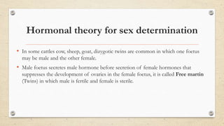 Hormonal theory for sex determination
• In some cattles cow, sheep, goat, dizygotic twins are common in which one foetus
may be male and the other female.
• Male foetus secretes male hormone before secretion of female hormones that
suppresses the development of ovaries in the female foetus, it is called Free martin
(Twins) in which male is fertile and female is sterile.
 