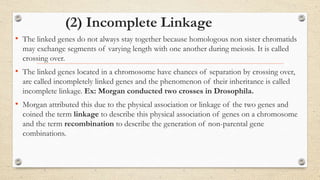 (2) Incomplete Linkage
• The linked genes do not always stay together because homologous non sister chromatids
may exchange segments of varying length with one another during meiosis. It is called
crossing over.
• The linked genes located in a chromosome have chances of separation by crossing over,
are called incompletely linked genes and the phenomenon of their inheritance is called
incomplete linkage. Ex: Morgan conducted two crosses in Drosophila.
• Morgan attributed this due to the physical association or linkage of the two genes and
coined the term linkage to describe this physical association of genes on a chromosome
and the term recombination to describe the generation of non-parental gene
combinations.
 
