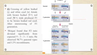 • (i) Crossing of yellow bodied
(y) and white eyed (w) female
with brown bodied (Y+) red
eyed (W+) male produced F1
to be brown bodied red eyed.
After intercrossing of F1
generation.
• Morgan found that F2 ratio
deviated significantly from
expected 9 : 3 : 3 : 1 ratio. He
observed 98.7% parental types
and 1.3% recombinants.
 