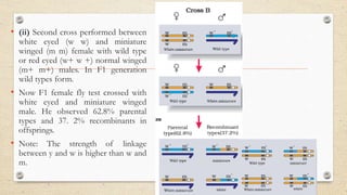 • (ii) Second cross performed between
white eyed (w w) and miniature
winged (m m) female with wild type
or red eyed (w+ w +) normal winged
(m+ m+) males. In F1 generation
wild types form.
• Now F1 female fly test crossed with
white eyed and miniature winged
male. He observed 62.8% parental
types and 37. 2% recombinants in
offsprings.
• Note: The strength of linkage
between y and w is higher than w and
m.
 