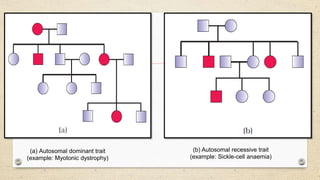 (a) Autosomal dominant trait
(example: Myotonic dystrophy)
(b) Autosomal recessive trait
(example: Sickle-cell anaemia)
 