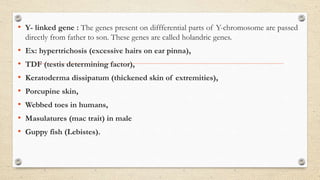 • Y- linked gene : The genes present on diffferential parts of Y-chromosome are passed
directly from father to son. These genes are called holandric genes.
• Ex: hypertrichosis (excessive hairs on ear pinna),
• TDF (testis determining factor),
• Keratoderma dissipatum (thickened skin of extremities),
• Porcupine skin,
• Webbed toes in humans,
• Masulatures (mac trait) in male
• Guppy fish (Lebistes).
 