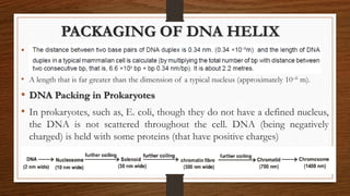 PACKAGING OF DNA HELIX
• .
• A length that is far greater than the dimension of a typical nucleus (approximately 10–6 m).
• DNA Packing in Prokaryotes
• In prokaryotes, such as, E. coli, though they do not have a defined nucleus,
the DNA is not scattered throughout the cell. DNA (being negatively
charged) is held with some proteins (that have positive charges)
• in a region known as ‘nucleoid’. The DNA in nucleoid is organised in large
loops held by proteins.
 