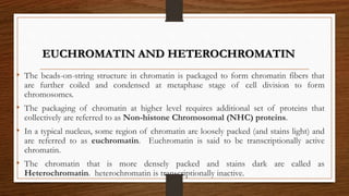 • The beads-on-string structure in chromatin is packaged to form chromatin fibers that
are further coiled and condensed at metaphase stage of cell division to form
chromosomes.
• The packaging of chromatin at higher level requires additional set of proteins that
collectively are referred to as Non-histone Chromosomal (NHC) proteins.
• In a typical nucleus, some region of chromatin are loosely packed (and stains light) and
are referred to as euchromatin. Euchromatin is said to be transcriptionally active
chromatin.
• The chromatin that is more densely packed and stains dark are called as
Heterochromatin. heterochromatin is transcriptionally inactive.
EUCHROMATIN AND HETEROCHROMATIN
 