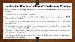 • Avery, Macleod and McCarty (l944) repeated the experiment in vitro to identify transforming
substance.
• They proved that this substance is in fact DNA.
• They purified biochemicals from the killed S-type bacteria into three components – DNA,
carbohydrate and protein.
• DNA fraction was further divided into two parts: one with deoxyribonuclease or DNase and the
other without it.
• The four components were then added to separate culture tubes containing R-type bacteria. After
some time they were then analysed for bacteria.
• Only DNA of S-type can changed R-type of bacteria into S-type. Therefore, the character or gene
of virulence is located in DNA.
• Thus they proved that the chemical to be inherited is DNA and it forms the chemical or
molecular basis of heredity.
Biochemical Characterisation of Transforming Principle
 