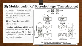 (ii) Multiplication of Bacteriophage (Transduction)
• The transfer of genetic material
from one bacterium to another
through bacteriophage is called
transduction.
• T2 is a Bacteriophage which
infects E. coli.
• Hershey and Chase (1952) used
radioactive phosphorus 32P &
radio-active sulphur 35S for their
experiment and proved that DNA
is a genetic matarial.
 