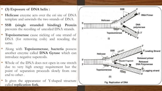• (3) Exposure of DNA helix :
• Helicase enzyme acts over the ori site of DNA
template and unwinds the two strands of DNA.
• SSB (single stranded binding) Protein
prevents the recoiling of uncoiled DNA strands.
• Topoisomerase cause nicking of one strand of
DNA (for removing coils) and resealing the
same.
• Along with Topoisomerase, bacteria possess
another enzyme called DNA Gyrase which can
introduce negative supercoils.
• Whole of the DNA does not open in one stretch
due to very high energy requirement but the
point of separation proceeds slowly from one
end to other .
• It gives the appearance of Y-shaped structure
called replication fork.
 