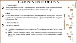 COMPONENTS OF DNA
 