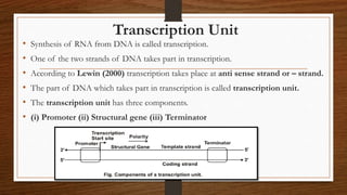 Transcription Unit
• Synthesis of RNA from DNA is called transcription.
• One of the two strands of DNA takes part in transcription.
• According to Lewin (2000) transcription takes place at anti sense strand or – strand.
• The part of DNA which takes part in transcription is called transcription unit.
• The transcription unit has three components.
• (i) Promoter (ii) Structural gene (iii) Terminator
 