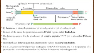 • (i) Promoter is situated upstream of structural gene at 5’ end of coding strand.
• In most of the cases, the promoter contains AT rich regions called TATA box.
• The latter has groove for the attachment of specific protein. TATA box is also called Pribnow
box.
• Promoter bears different parts for attachment to various transcription factors.
• It is a DNA sequence that provides binding site for RNA polymerase, and it is the presence of a
promoter in a transcription unit that also defines the template and coding strands.
 