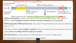 • (ii)Structural gene is a part of strand of DNA having 3’5’ polarity. This strand of
DNA is called template strand or master strand or antisense, or (–) strand.
• DNA-dependent RNA polymerase also catalyse the polymerisation in only one direction,
that is 5'→3' .
• The other strand is non template strand that does not take part in transcription is also also
called sense or coding strand or plus (+) strand.
• (iii) Terminator at downstream of structural gene at 3’ end of coding strand.
• It usually defines the end of the process of transcription
 