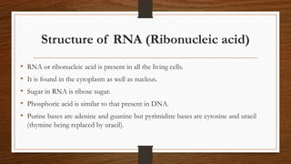 Structure of RNA (Ribonucleic acid)
• RNA or ribonucleic acid is present in all the living cells.
• It is found in the cytoplasm as well as nucleus.
• Sugar in RNA is ribose sugar.
• Phosphoric acid is similar to that present in DNA.
• Purine bases are adenine and guanine but pyrimidine bases are cytosine and uracil
(thymine being replaced by uracil).
 