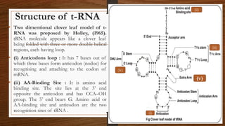 Structure of t-RNA
• Two dimentional clover leaf model of t-
RNA was proposed by Holley, (1965).
tRNA molecule appears like a clover leaf
being folded with three or more double helical
regions, each having loop.
• (i) Anticodons loop : It has 7 bases out of
which three bases form anticodon (nodoc) for
recognising and attaching to the codon of
mRNA.
• (ii) AA-Binding Site : It is amino acid
binding site. The site lies at the 3’ end
opposite the anticodon and has CCA–OH
group. The 5’ end bears G. Amino acid or
AA-binding site and anticodon are the two
recognition sites of tRNA . (i)
(ii)
(iii)
(iv)
(v)
 