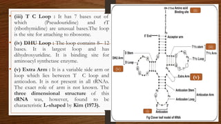 • (iii) T C Loop : It has 7 bases out of
which (Pseudouridine) and rT
(ribothymidine) are unusual bases.The loop
is the site for attaching to ribosome.
• (iv) DHU Loop : The loop contains 8– 12
bases. It is largest loop and has
dihydroxyuridine. It is binding site for
aminoacyl synthetase enzyme.
• (v) Extra Arm : It is a variable side arm or
loop which lies between T C loop and
anticodon. It is not present in all tRNAs.
The exact role of arm is not known. The
three dimensional structure of this
tRNA was, however, found to be
characteristic L-shaped by Kim (1973).
(iii)
(iv)
(v)
(i)
(ii)
 