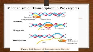 Mechanism of Transcription in Prokaryotes
 