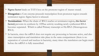 • Sigma factor binds on TATA box on the promoter region of master strand.
• Elongation :- Core enzyme proceeds transcription from promotor region towards
terminator region. Sigma factor is released.
• Termination:- When the chain of RNA reaches at terminator region, rho factor
factor) prevents its synthesis by ATPase activity resulting newly synthesized RNA
becomes separated. Which is called Primary transcript or Hn RNA (Heterogenous
RNA).
• In bacteria, since the mRNA does not require any processing to become active, and also
since transcription and translation take place in the same compartment (there is no
separation of cytosol and nucleus in bacteria), many times the translation can begin much
before the mRNA is fully transcribed.
 