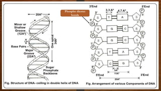 Phospho diester
bonds
 