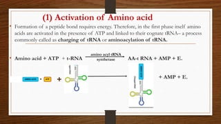 (1) Activation of Amino acid
• Formation of a peptide bond requires energy. Therefore, in the first phase itself amino
acids are activated in the presence of ATP and linked to their cognate tRNA– a process
commonly called as charging of tRNA or aminoacylation of tRNA.
• Amino acid + ATP + t-RNA AA-t RNA + AMP + E.
+ AMP + E.
amino acyl tRNA
synthetase
 