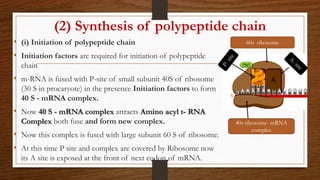 (2) Synthesis of polypeptide chain
• (i) Initiation of polypeptide chain
• Initiation factors are required for initiation of polypeptide
chain
• m-RNA is fused with P-site of small subunit 40S of ribosome
(30 S in procaryote) in the presence Initiation factors to form
40 S - mRNA complex.
• Now 40 S - mRNA complex attracts Amino acyl t- RNA
Complex both fuse and form new complex.
• Now this complex is fused with large subunit 60 S of ribosome.
• At this time P site and complex are covered by Ribosome now
its A site is exposed at the front of next codon of mRNA.
40s ribosome- mRNA
complex
60s ribosome
 