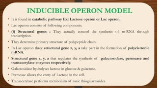 INDUCIBLE OPERON MODEL
• It is found in catabolic pathway Ex: Lactose operon or Lac operon.
• Lac operon consists of following components.
• (i) Structural genes : They actually control the synthesis of m-RNA through
transcription.
• They determine primary structure of polypeptide chain.
• In Lac operon three structural gene z, y, a take part in the formation of polycistronic
mRNA.
• Structural gene z, y, a that regulates the synthesis of galactosidase, permease and
transacetylase enzymes respectively.
• Galactosidase hydrolyses lactose in glucose & galactose.
• Permease allows the entry of Lactose in the cell.
• Transacetylase performs metabolism of toxic thiogalactosides.
 