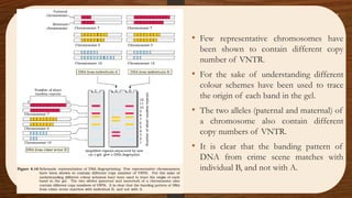• Few representative chromosomes have
been shown to contain different copy
number of VNTR.
• For the sake of understanding different
colour schemes have been used to trace
the origin of each band in the gel.
• The two alleles (paternal and maternal) of
a chromosome also contain different
copy numbers of VNTR.
• It is clear that the banding pattern of
DNA from crime scene matches with
individual B, and not with A.
 