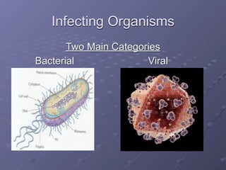 Infecting Organisms
       Two Main Categories
Bacterial              Viral
 