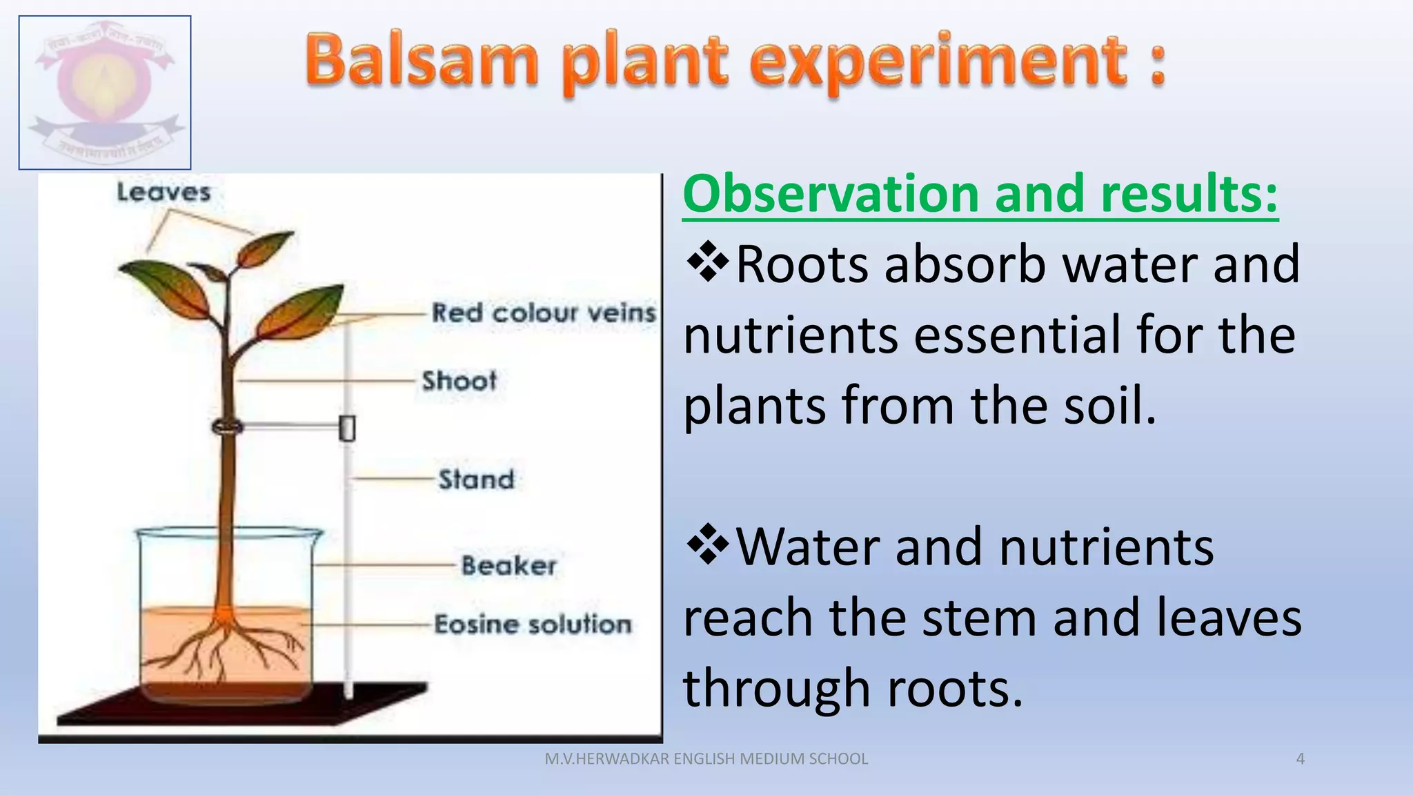 STD 4 - ROOTS -SUPPORT OF THE PLANT.pptx