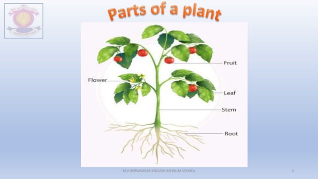 STD 4 - ROOTS -SUPPORT OF THE PLANT.pptx