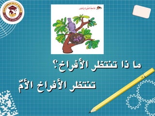 ّ
‫األم‬ ‫األفراخ‬ ‫تنتظر‬
ّ
‫األم‬ ‫األفراخ‬ ‫تنتظر‬
ّ
‫األم‬ ‫األفراخ‬ ‫تنتظر‬
ّ
‫األم‬ ‫األفراخ‬ ‫تنتظر‬
‫األفراخ؟‬ ‫تنتظر‬ ‫ذا‬ ‫ما‬
‫األفراخ؟‬ ‫تنتظر‬ ‫ذا‬ ‫ما‬
 