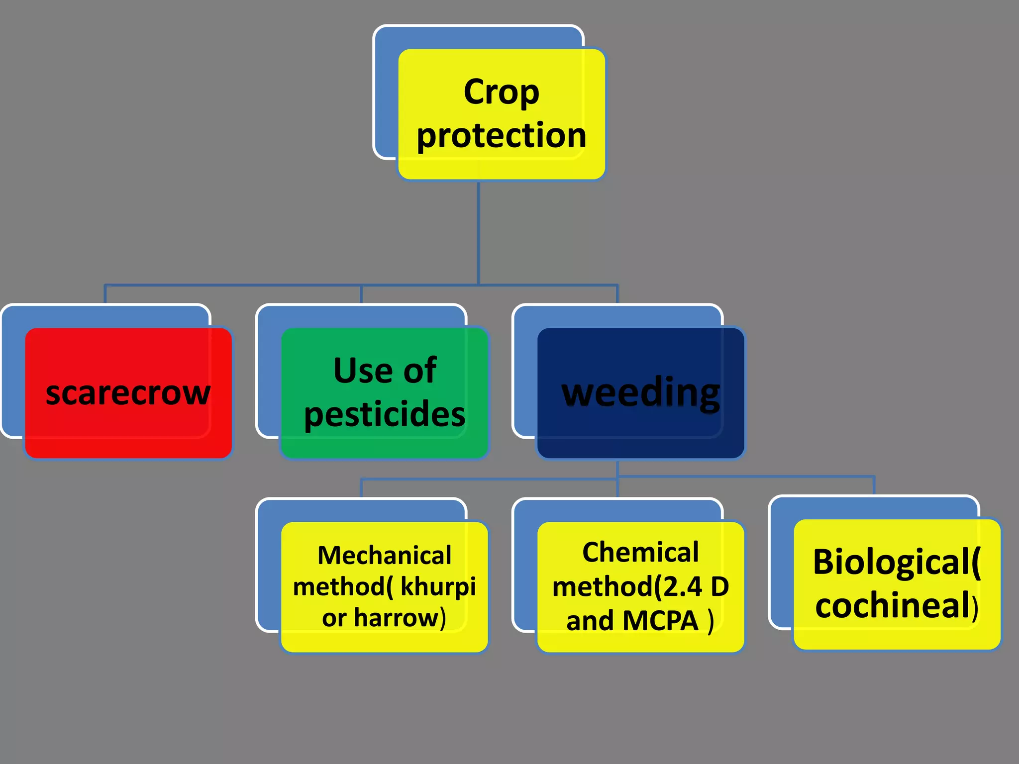 Crop
protection
scarecrow
Use of
pesticides
weeding
Mechanical
method( khurpi
or harrow)
Chemical
method(2.4 D
and MCPA )
Biological(
cochineal)
 