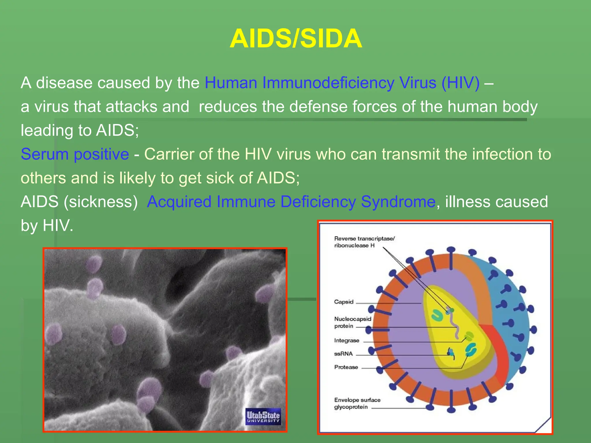 AIDS/SIDA
A disease caused by the Human Immunodeficiency Virus (HIV) –
a virus that attacks and reduces the defense forces of the human body
leading to AIDS;
Serum positive - Carrier of the HIV virus who can transmit the infection to
others and is likely to get sick of AIDS;
AIDS (sickness) Acquired Immune Deficiency Syndrome, illness caused
by HIV.
 