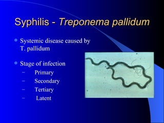 Syphilis -  Treponema pallidum Systemic disease caused by T. pallidum Stage of infection Primary Secondary Tertiary Latent 