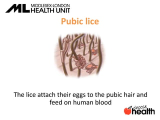 Pubic lice
The lice attach their eggs to the pubic hair and
feed on human blood
 