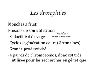 Les drosophiles
Mouches à fruit
Raisons de son utilisation:     QuickTimeª and a

-Sa facilité d’élevage
                                  decompressor
                        are needed to see this picture.



-Cycle de génération court (2 semaines)
-Grande productivité
-4 paires de chromosomes, donc est très
  utilisée pour les recherches en génétique
 