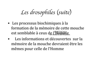 Les drosophiles (suite)
• Les processus biochimiques à la
  formation de la mémoire de cette mouche
  est semblable à ceux de l’Homme
                             QuickTimeª and a
                               decompressor
                      are needed to see this picture.


• Les informations et découvertes sur la
  mémoire de la mouche devraient être les
  mêmes pour celle de l’Homme
 