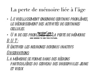 La perte de mémoire liée à l’âge
• L e vieillissement engendre certains problèmes,
  le décroissement des activités de certaines
  cellules.
                       QuickTimeª and a
• U n de ces problèmes estpicture.perte de mémoire
                         decompressorla
               are needed to see this
B U T:
R éactiver les neurones devenus inactifs
Observations:
L a mémoire se forme dans des régions
  particulières du cerveau des drosophiles j   eune
  et vieux
 