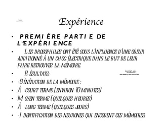 QuickTimeª and a
              decompressor
    are needed to see this picture.




                                      Expérience
•       P R E M I È R E P A R T I E DE
       L ’E X P É R I E NC E
•         L es drosophiles ont été sous l’influence d’une odeur
       additionné à un choc électrique dans le but de leur
       faire retrouver la mémoire.
•         R ésultats:
                                                           QuickTimeª and a
                                                             decompressor
                                                   are needed to see this picture.




•      -Génération de la mémoire :
•      À court terme (environ 10 minutes)
•      M oyen terme (quelques heures)
•      À long terme (quelques j  ours)
•      -I dentification des neurones qui encodent ces mémoires.
 