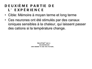 D E U X IÈ M E P A R T IE D E
  L ’ E X P É R IE N C E
• Cible: Mémoire à moyen terme et long terme
• Ces neurones ont été stimulés par des canaux
  ioniques sensibles à la chaleur, qui laissent passer
  des cations si la température change.



                         QuickTimeª and a
                           decompressor
                 are needed to see this picture.
 