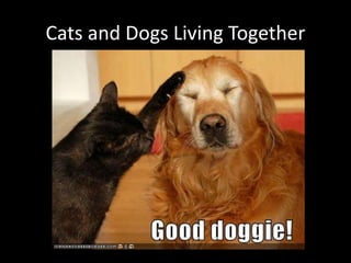 Cats and Dogs Living Together
 