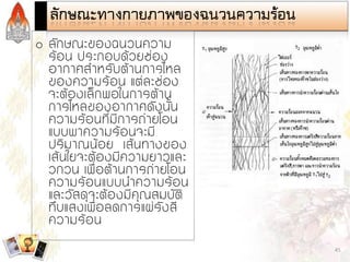 Steam and Condensate Loop (Thai)