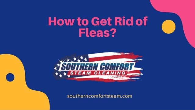 Fleas In Your Carpet How To Get Rid Of Them Steam Cleaning Char