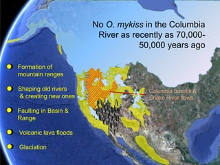 Diversity of extant western troutsWestslope  cutthroatYellowstone cutthroatGreenback cutthroatBonneville  cutthroatCoastal cutthroatColorado River cutthroatRainbow trout O. mykissMexican golden trout& undescribed troutRio Grande cutthroatWhitehorse & Alvord  cutthroatsGila troutPaiute cutthroatCalifornia,& Kern golden troutsLahontan cutthroatHumboldt cutthroatApache trout