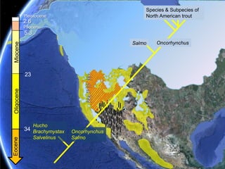 Extant distribution does not simply reflect colonization to the southExtant distribution does not simply reflect southward colonizationFormation of mountain rangesShaping old rivers & creating new onesColumbia basalts & Snake River flowsFaulting in Basin & RangeVolcanic lava floodsGlaciation