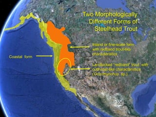 Extant distribution does not simply reflect colonization to the southExtant distribution does not simply reflect southward colonizationNo O. mykissin the Columbia River as recently as 70,000-50,000 years agoFormation of mountain rangesShaping old rivers & creating new onesColumbia basalts & Snake River flowsFaulting in Basin & RangeVolcanic lava floodsGlaciation