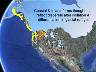 Species & Subpeciesof North American troutExtant distribution does not simply reflect colonization to the southPleistocene2.6Extant distribution does not simply reflect southward colonizationPliocene5.3OncorhynchusSalmoMiocene23OligoceneHuchoBrachymystaxSalvelinus34OncorhynchusSalmoEocene