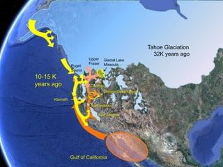 Derived TraitsMost primitive forms of O. mykissoccur near Gulf of CaliforniaCoastal rainbow trout & steelheadMexican golden trout& undescribed troutGoose Lake, Warner,& ChewaucanredbandsColumbia River redbandsWhite River redbandMcCloud redbandCatlow Valley redbandFort Rock redbandUpper Klamath redbandCalifornia & Kern golden troutsPrimitive Traits