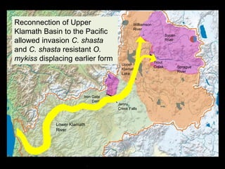 Why Don’t the Ancestral Redband Still Occur Throughout Upper Klamath Lake Basin?Williamson RiverSycan RiverTrout CreekUpper Klamath LakeSprague RiverIron Gate DamJenny Creek FallsLower Klamath River