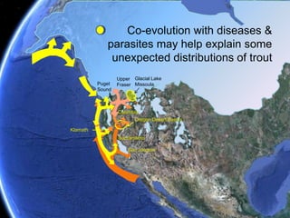 Basins now isolated from large river systems played key roles in the evolution of steelheadGlacial Lake MissoulaUpper FraserPuget Sound?Columbia Oregon Desert BasinsKlamathSacramentoSan Joaquin 