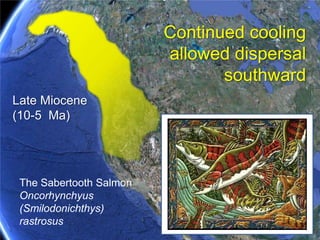 Coregoninae
